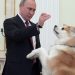 プーチンがゆめ以外の秋田犬をいらないと断った明確な理由！